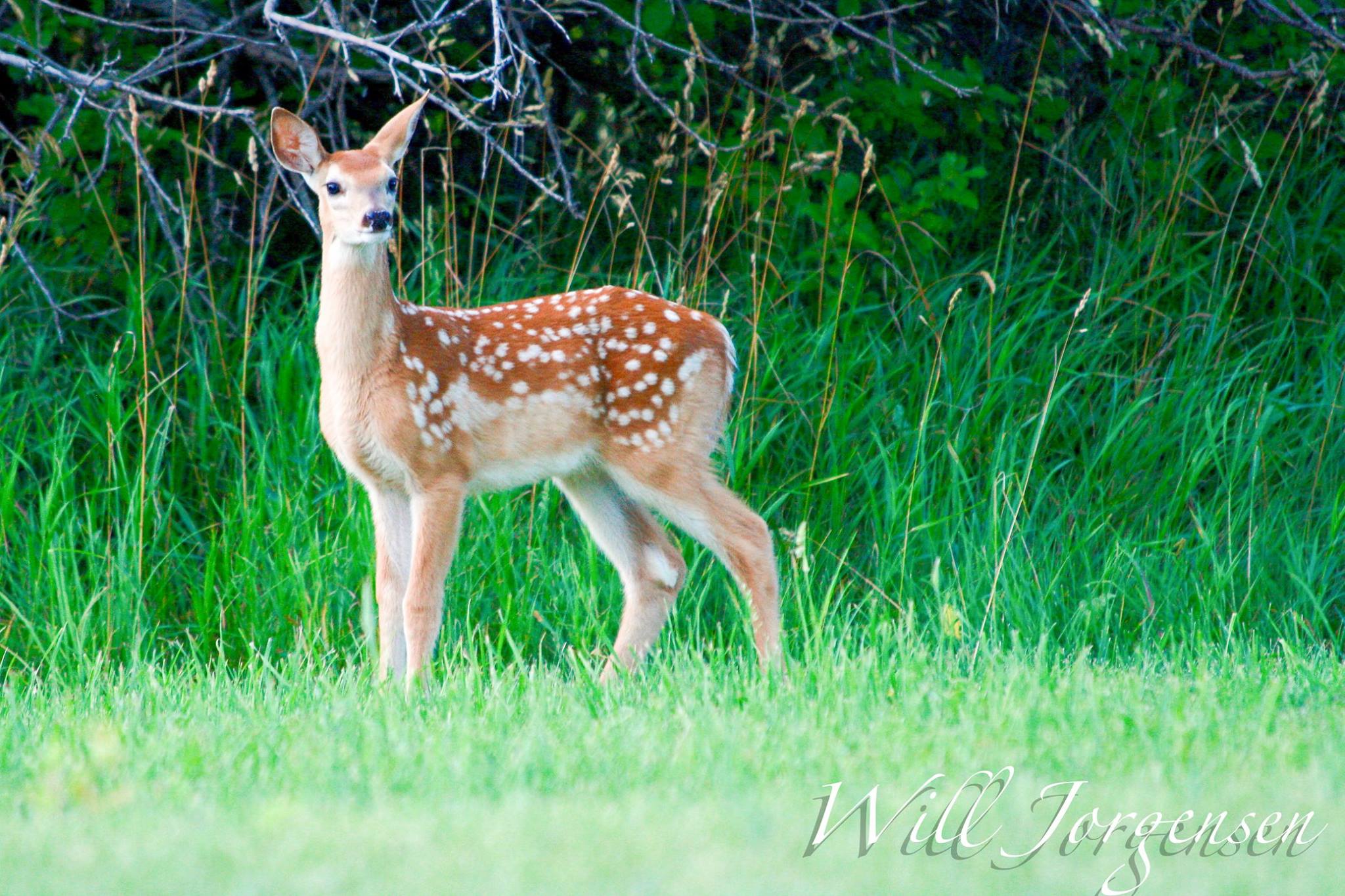 Spotted fawn