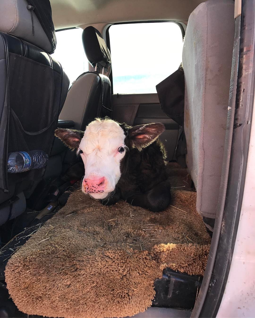 New born warming up in the back seat