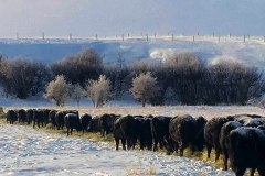 Round bale feeding during winter