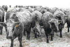 Montana winter