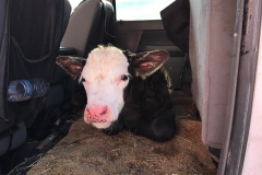 New born warming up in the back seat