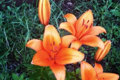 Orange lily in Lisbeth's garden