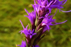 Dotted Gayfeather/liatris-punctata