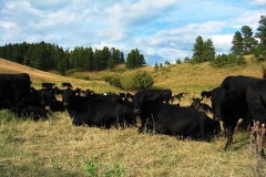 Resting cows