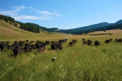 Cows following Margaret Birch