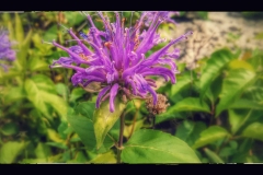 Horsemint/monarda-fistulosa