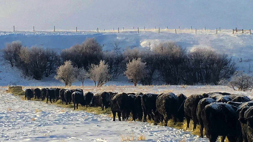 Round bale feeding during winter