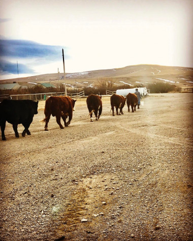 Moving bulls. "Big Babies"!