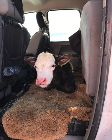 New born warming up in the back seat