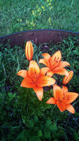 Orange lily in Lisbeth's garden