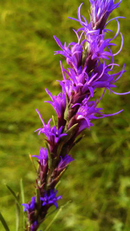 Dotted Gayfeather/liatris-punctata