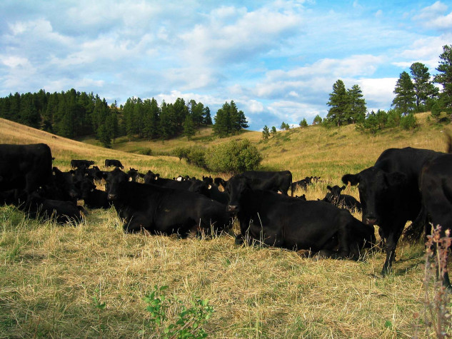 Resting cows