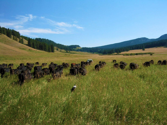 Cows following Margaret Birch