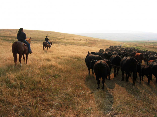 Herding cattle