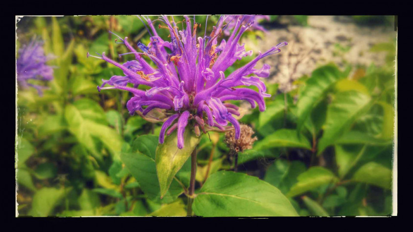 Horsemint/monarda-fistulosa